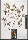 Foto von Salix reticulata L.